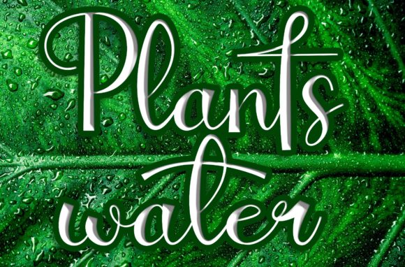 Plantswater Font for Editorial Design and Content Creation
